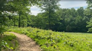 Wilton Wildlife Preserve